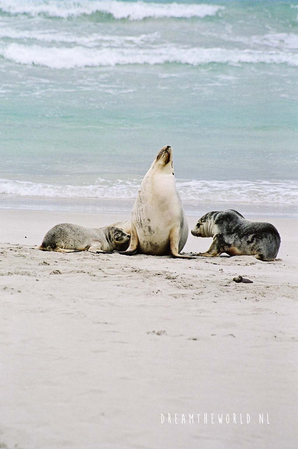 Kangaroo Island Zuid Australië