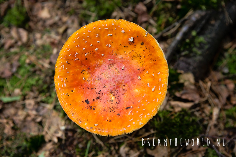 Wandelen in de Loonse en Drunense Duinen