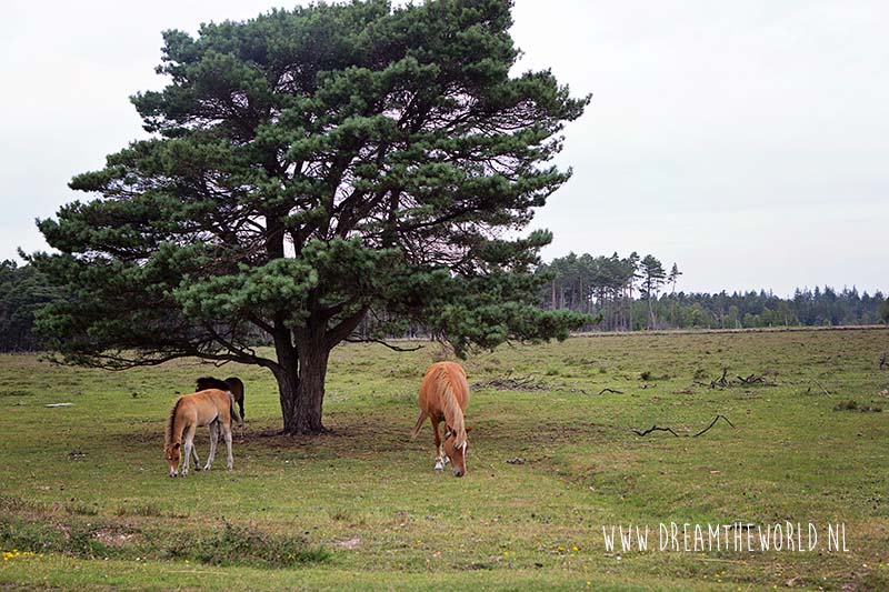 Wat te doen in New Forest National Park in Engeland