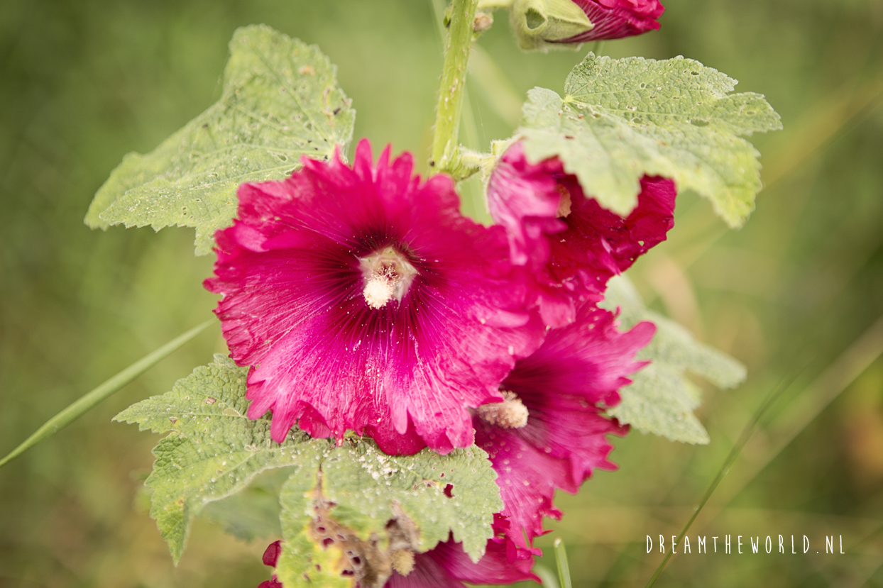 Fietsen van Namen naar Dinant