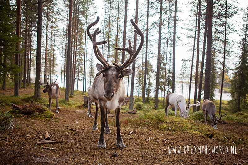Puur genieten van Fins Lapland in de nazomer