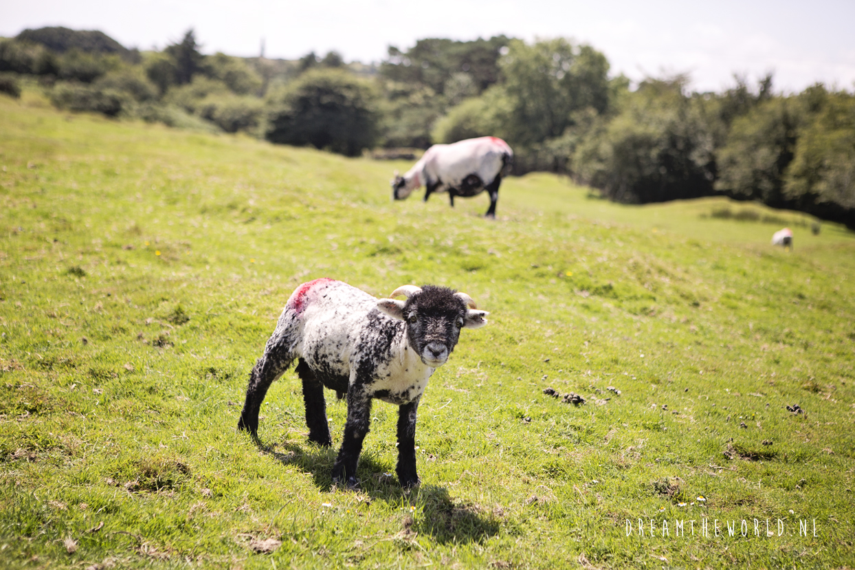 Bodmin Moor Zuid-Engeland