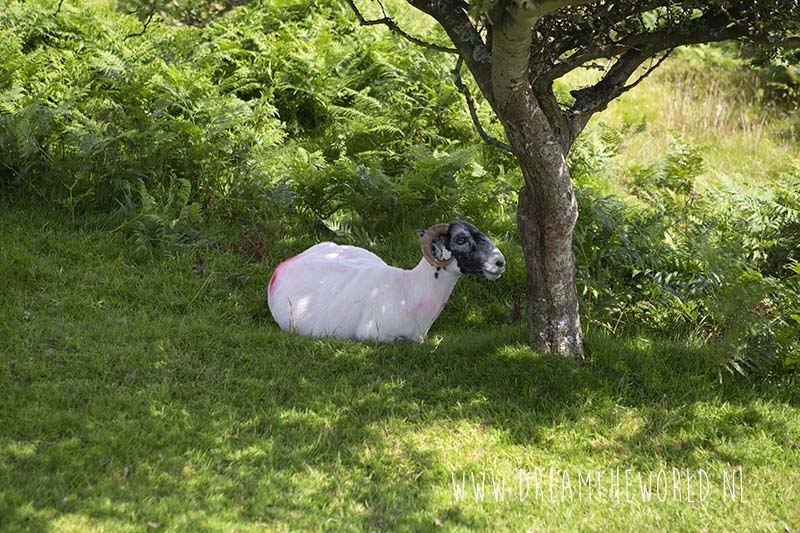 Bodmin Moor Engeland