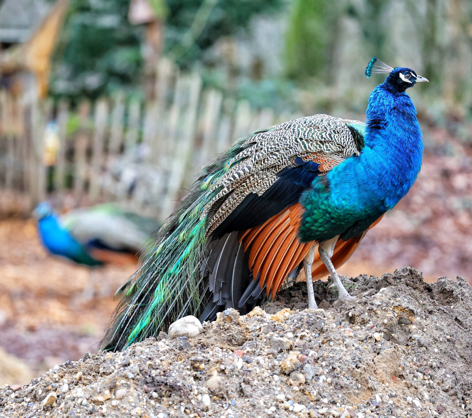 Weekendje weg Leudal Limburg Boscafe de Busjop