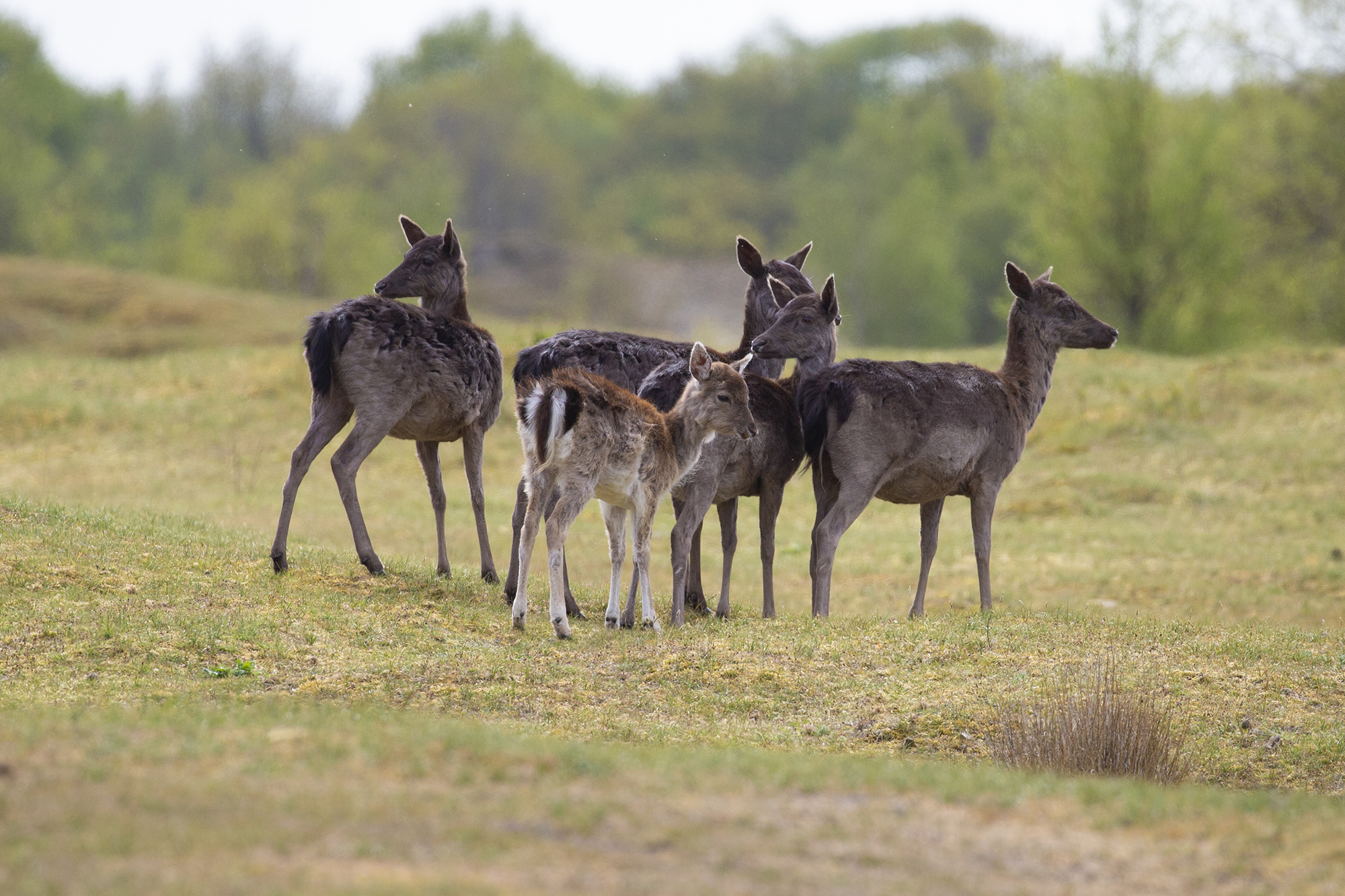 Wandelroute Kop van Schouwen Damhert
