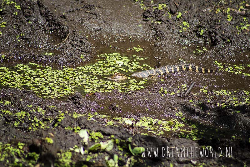 Corkscrew Swamp Sanctuary in Florida