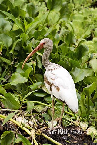 Corkscrew Swamp Sanctuary in Florida