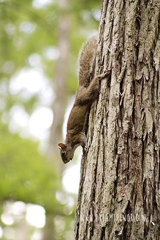 Eekhoorn Corkscrew Swamp Sanctuary in Florida