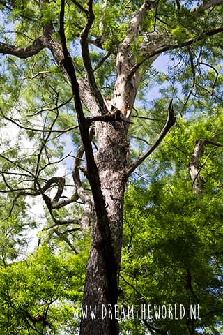Corkscrew Swamp Sanctuary in Florida