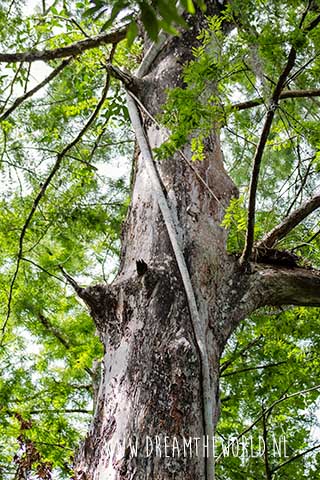 Corkscrew Swamp Sanctuary in Florida
