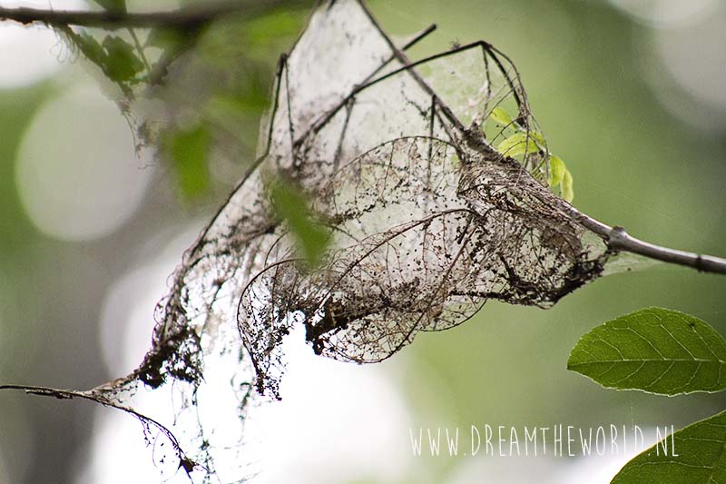 Corkscrew Swamp Sanctuary in Florida
