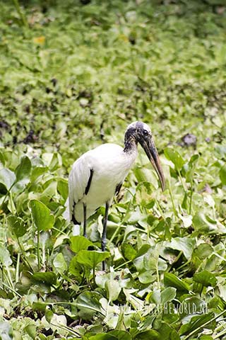 Corkscrew Swamp Sanctuary in Florida