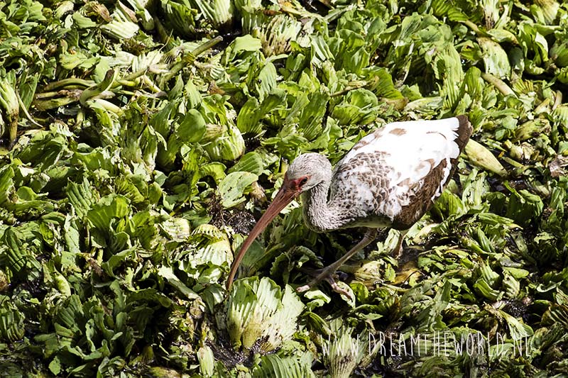Corkscrew Swamp Sanctuary in Florida