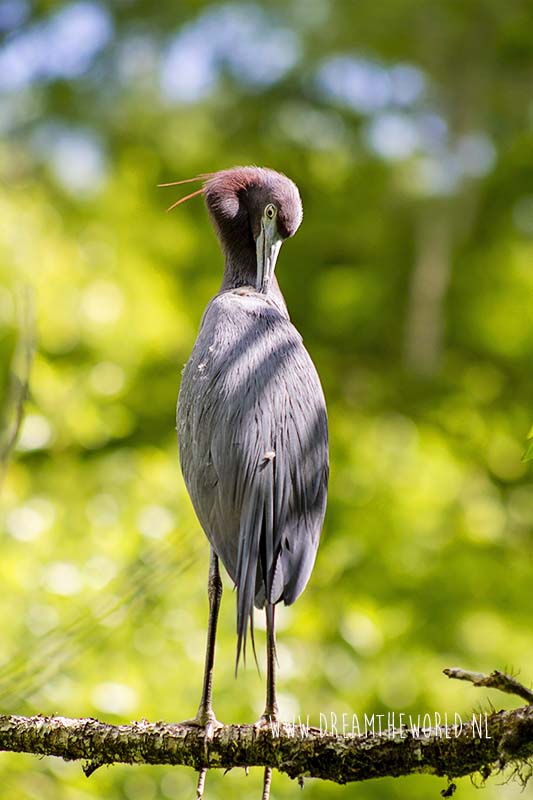 Corkscrew Swamp Sanctuary in Florida