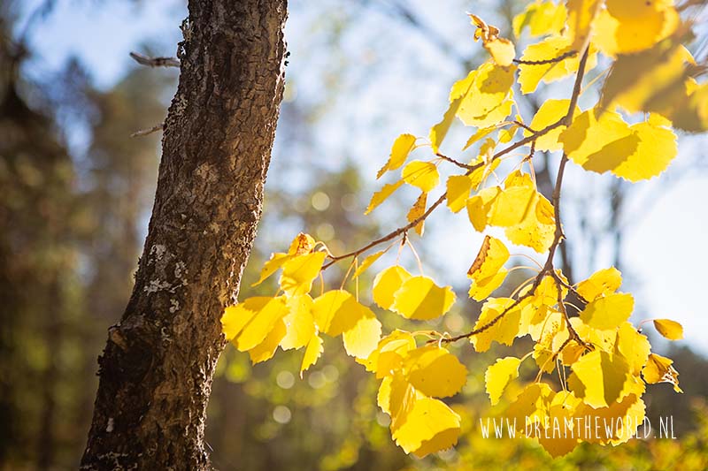 Wandelen in Oulanka National Park | Fins Lapland