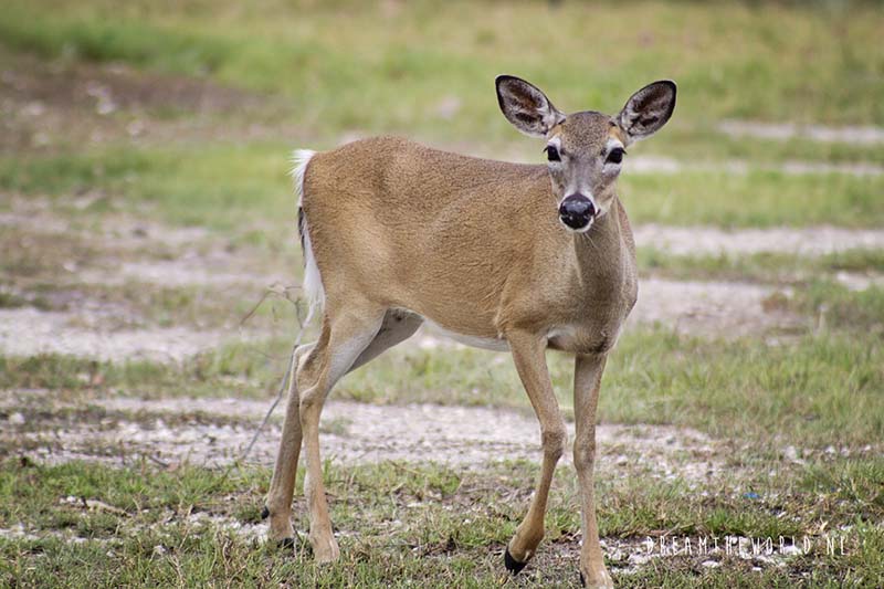 Key deer Florida