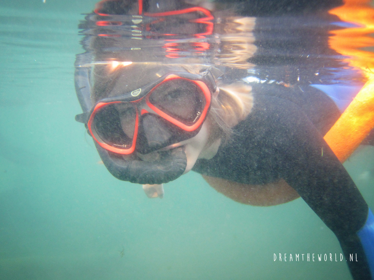 Snorkelen bij Crystal River