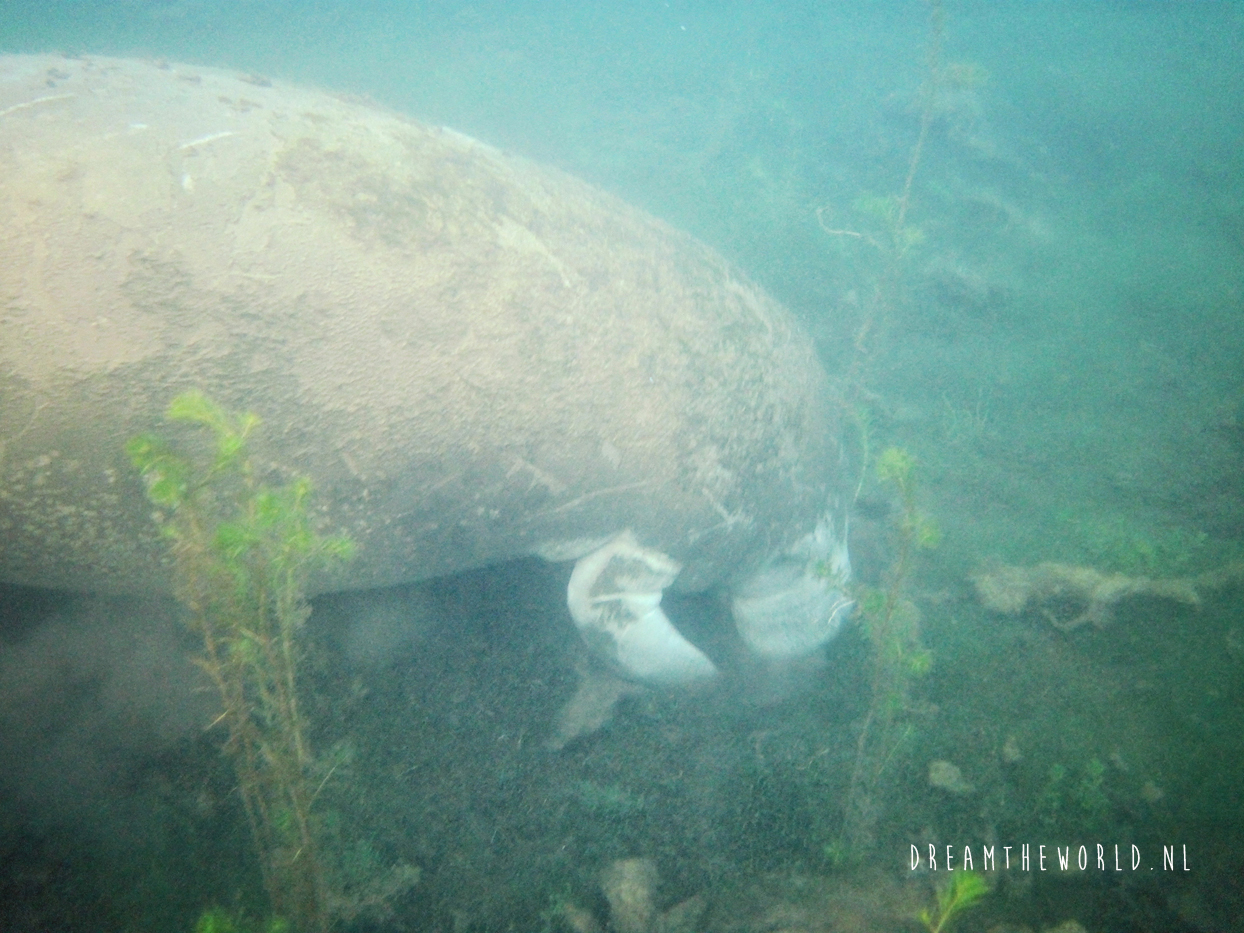 Florida top 5 bezienswaardigheden zwemmen met manatees