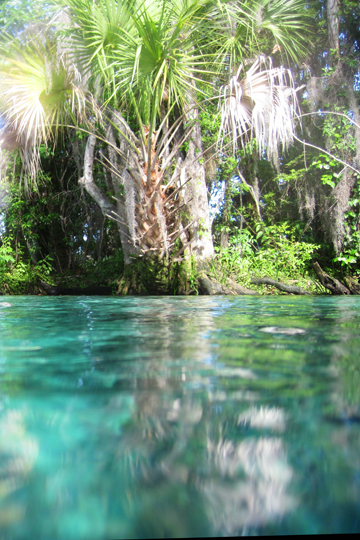 Zwemmen met zeekoeien Florida