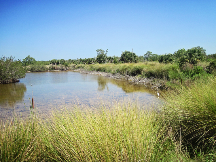 Sanibel Island wildlife Florida
