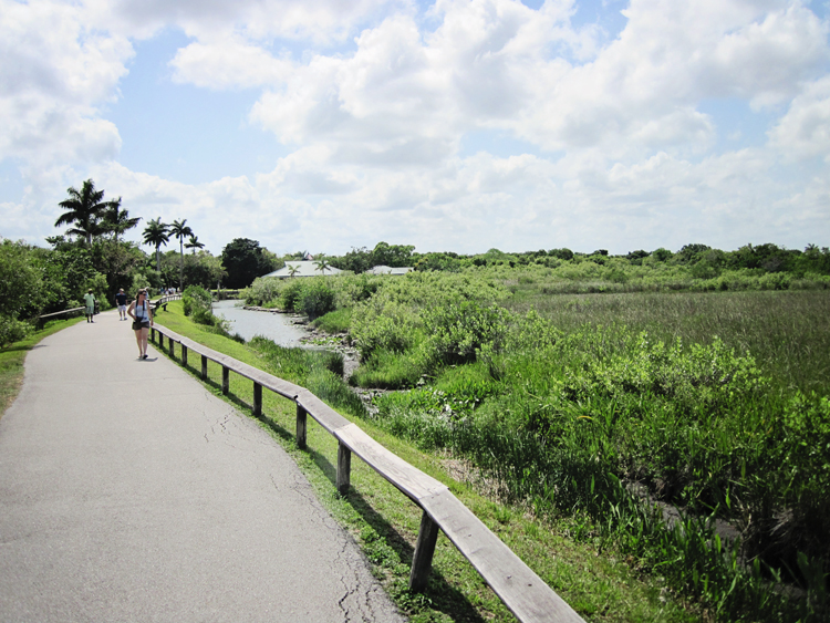 The Everglades wildlife spotten