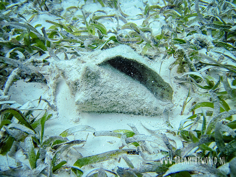 Florida Snorkelen John Pennekamp Coral Reef