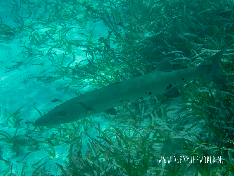 Florida Snorkelen John Pennekamp Coral Reef