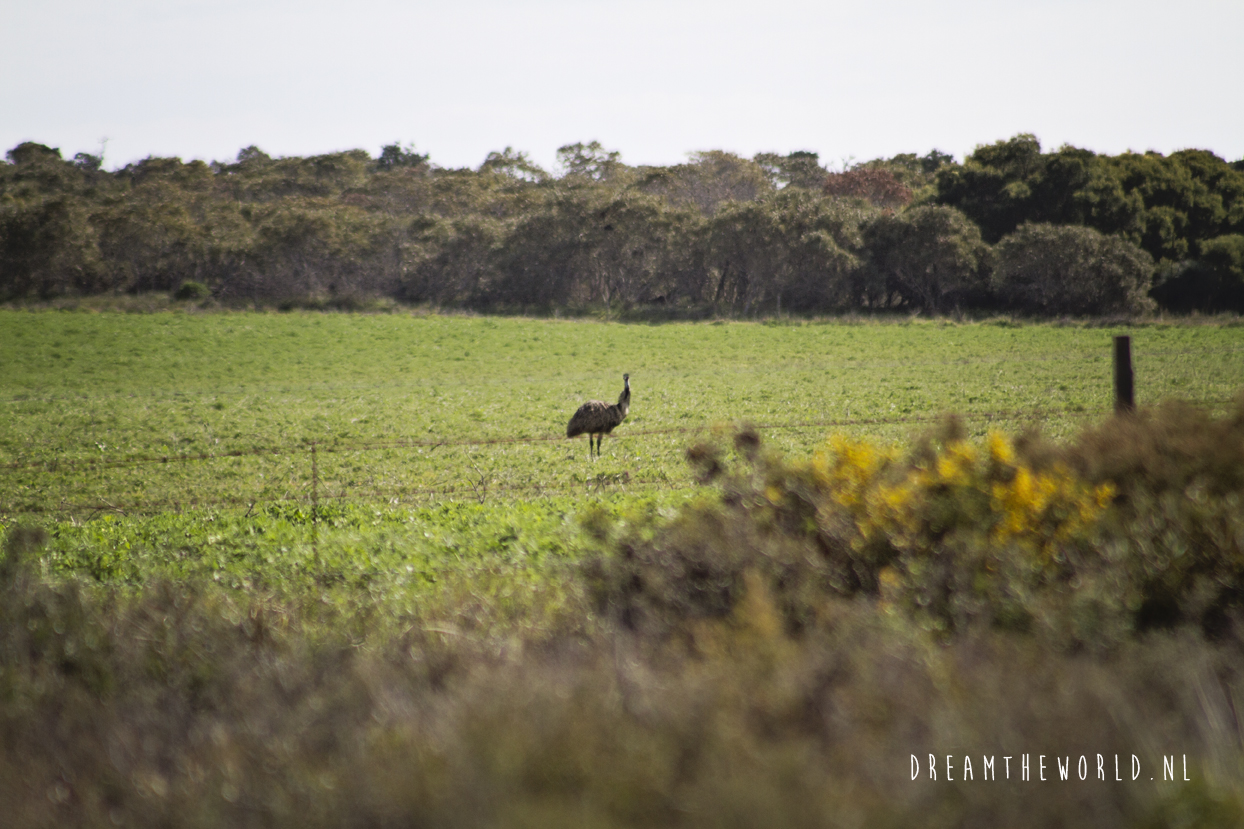 Onbekende nationale parken in West Australië: Lesueur NP en Stockyard Gully NP