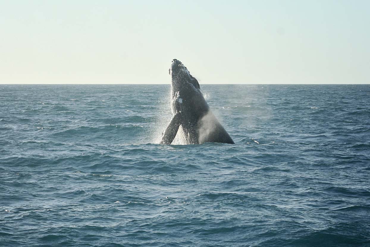 Walvissen spotten in Hervey Bay