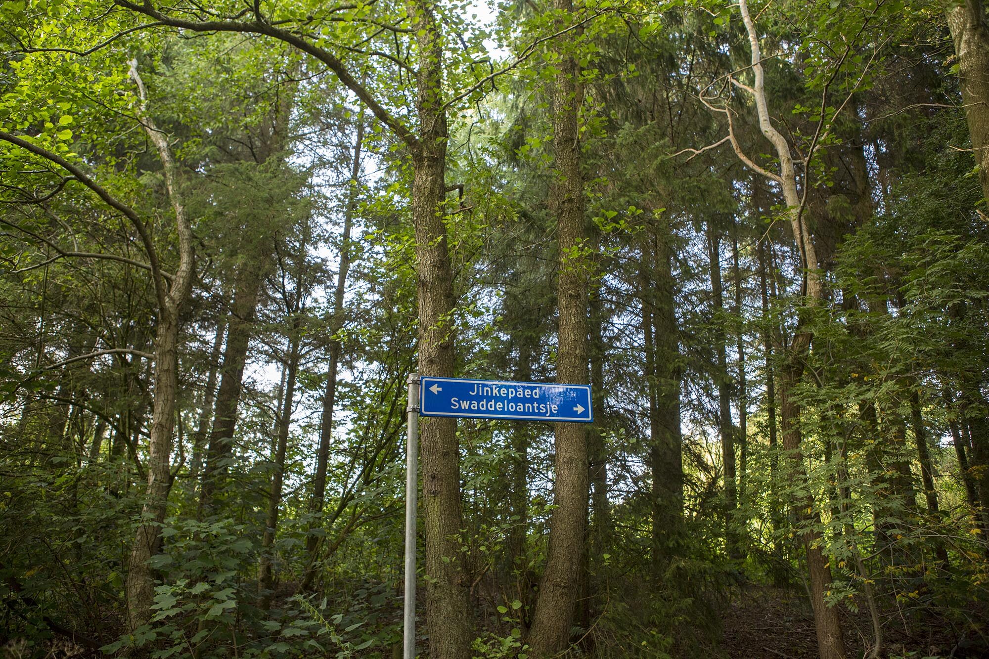 culinaire fietsroute friese wouden