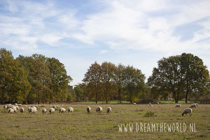 Grenspark Kalmthoutse heide | wandelroute Ree