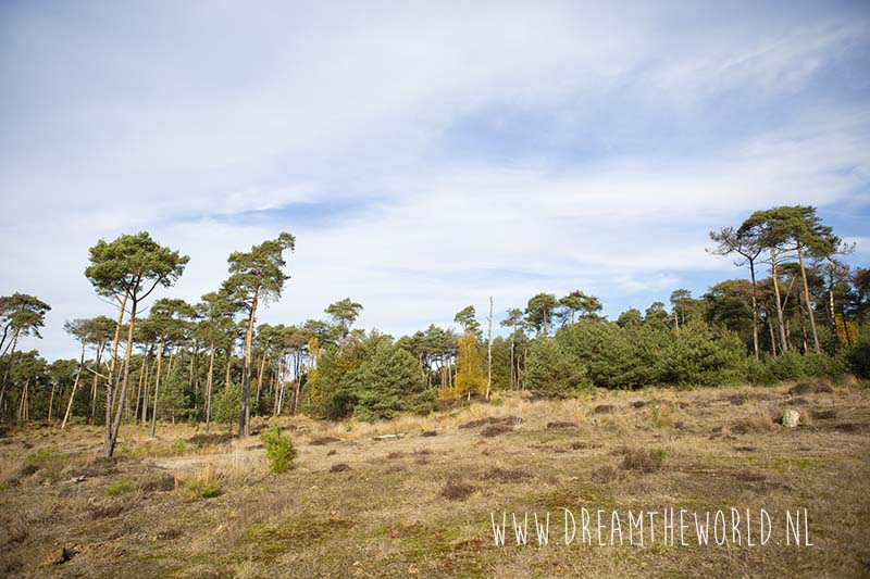 Grenspark Kalmthoutse heide | wandelroute Ree