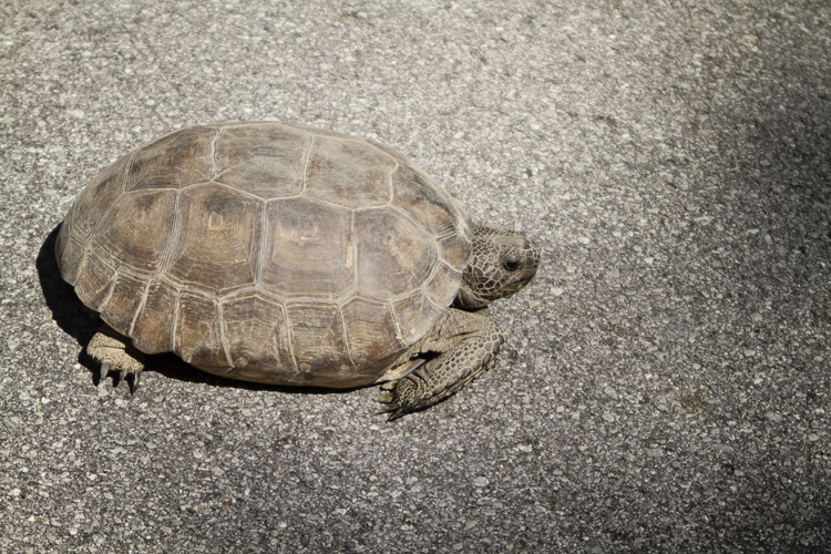 Schildpad in Florida