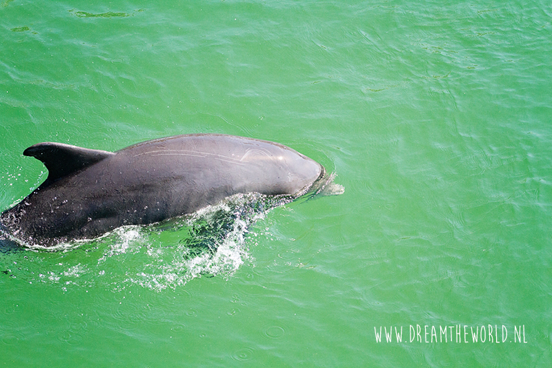 Florida Dolfijn Fort de Soto