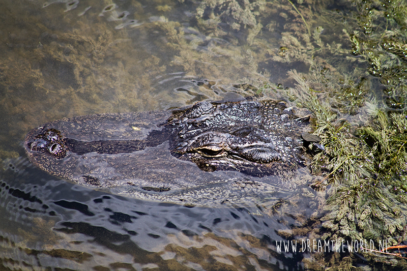 Florida The Everglades