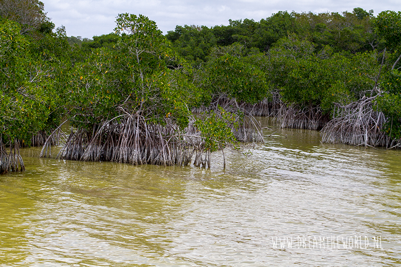 Florida The Everglades