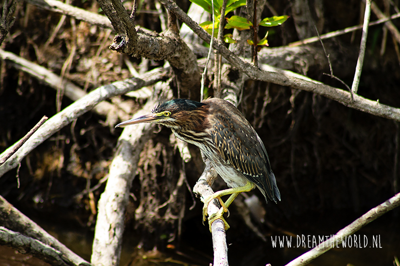 Florida The Everglades