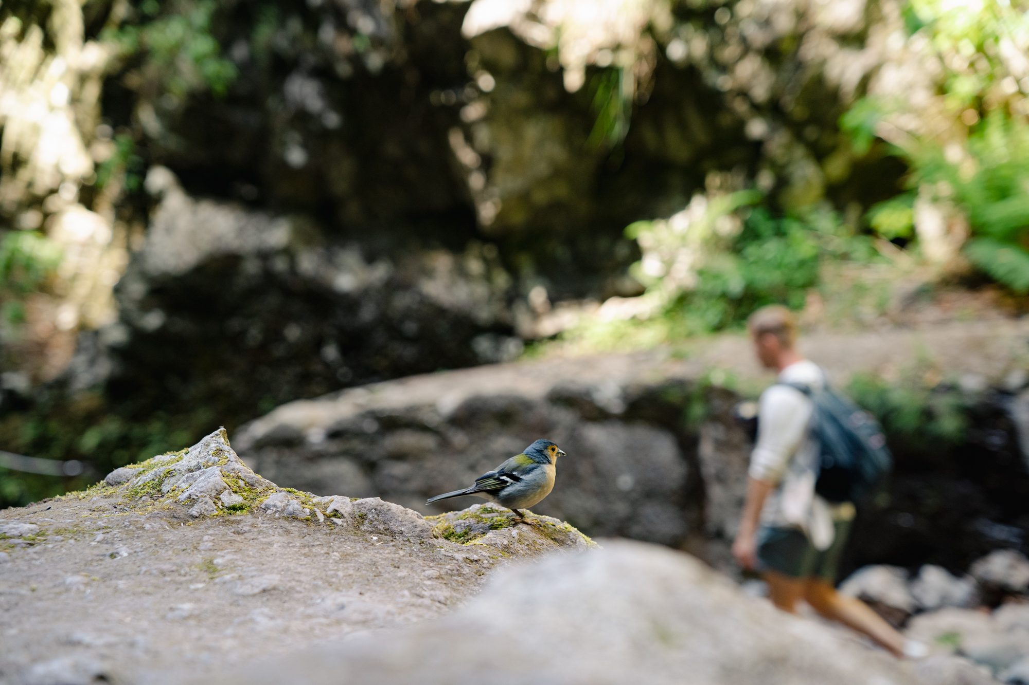 Bezienswaardigheden Madeira: Hiken