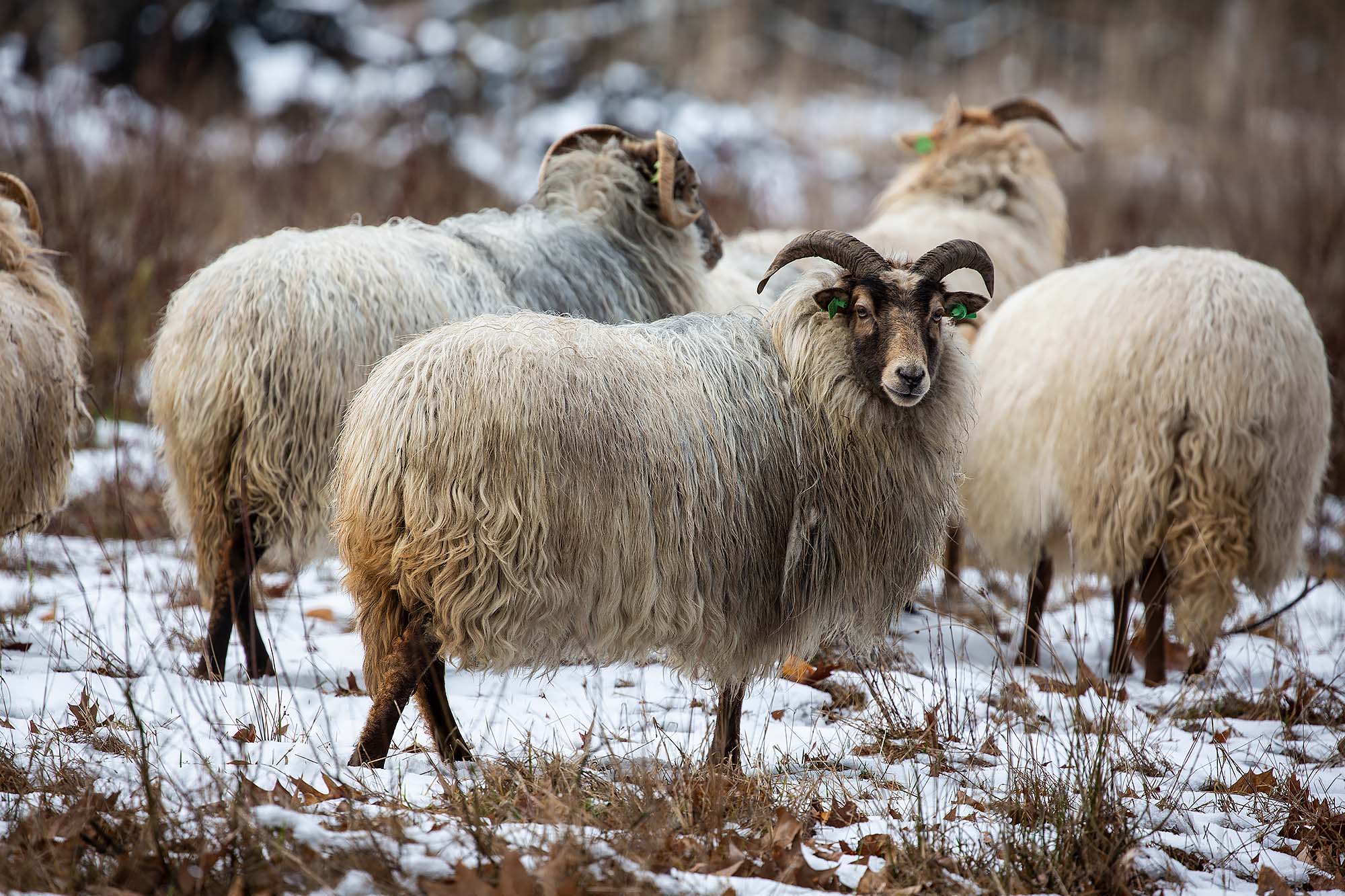 Nationaal Park De Meinweg