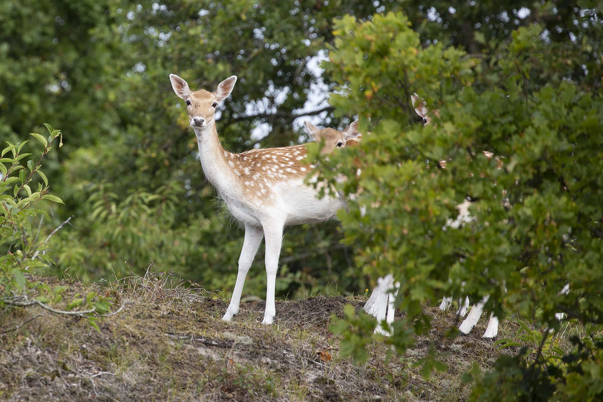 Natuurgebied Oranjezon