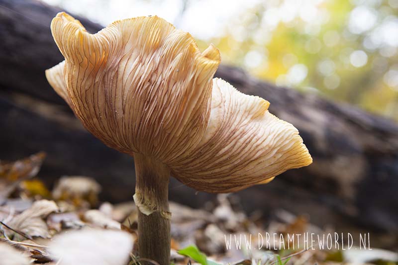 paddenstoel Oranjezon