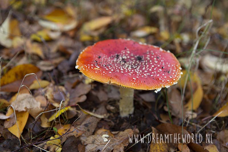 paddenstoel Oranjezon vliegenzwam