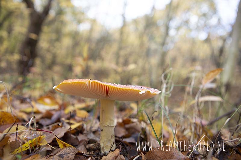 paddenstoel Oranjezon