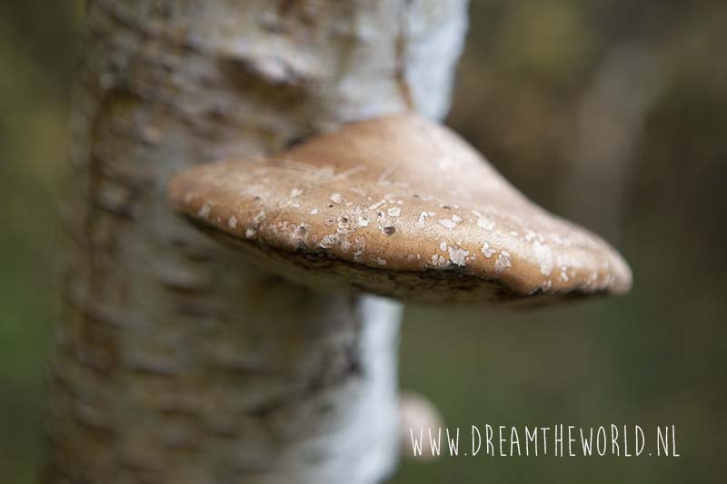 paddenstoel Oranjezon tonderzwam