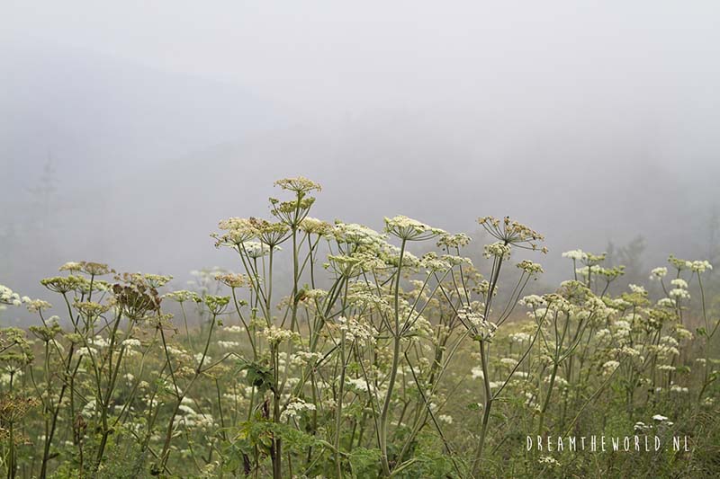 De weg naar Pamplona