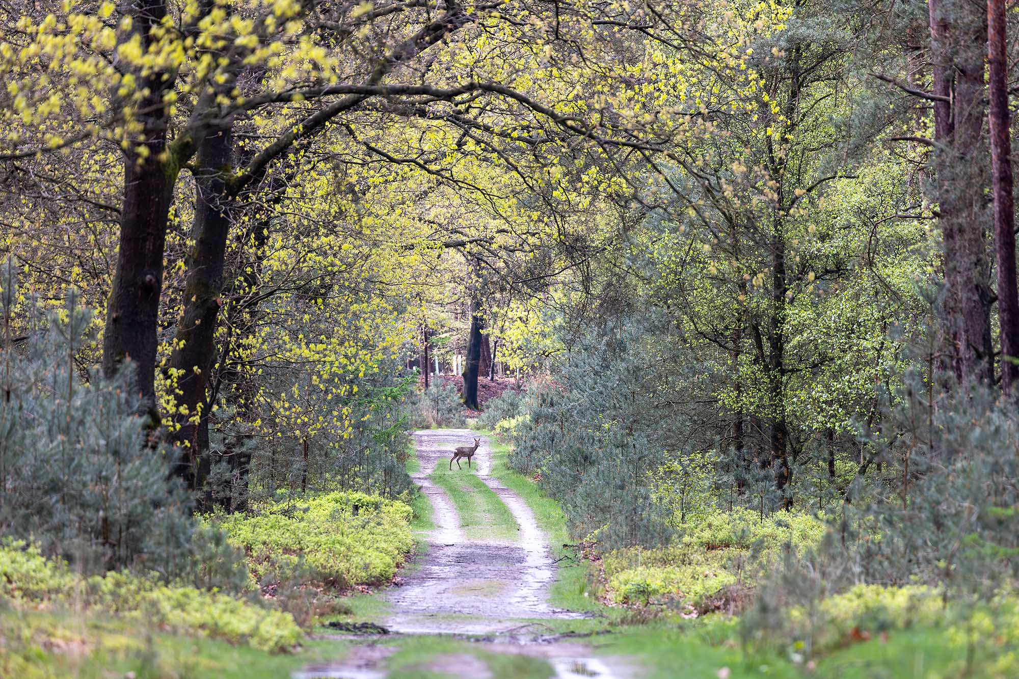 Wandelen Reeënberg Veluwe