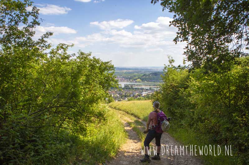 Rheinsteig | 3 dagen wandelen tussen de wijngaarden