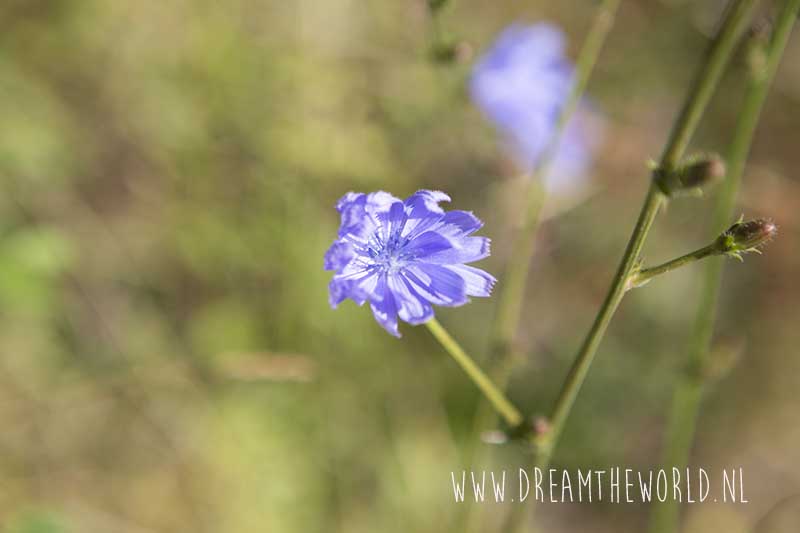 Rheinsteig | 3 dagen wandelen tussen de wijngaarden