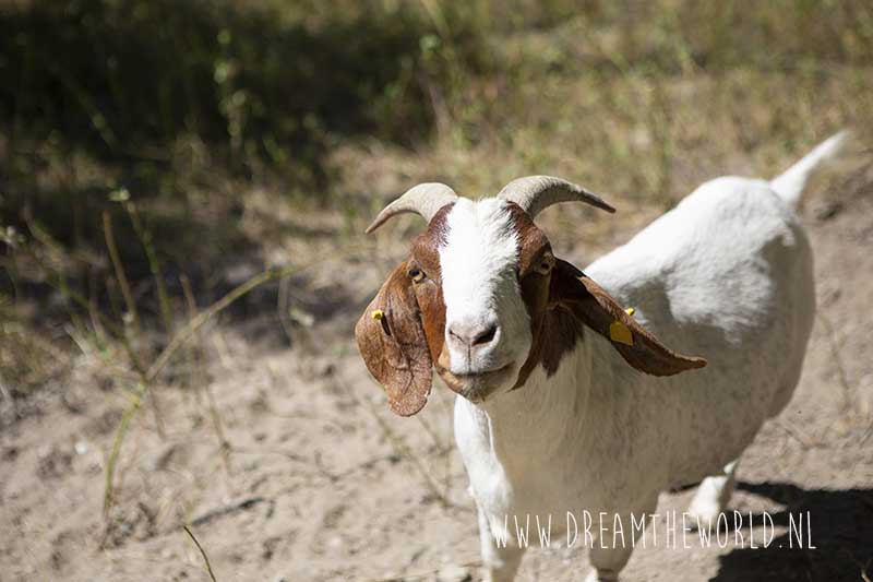 Rheinsteig | 3 dagen wandelen tussen de wijngaarden