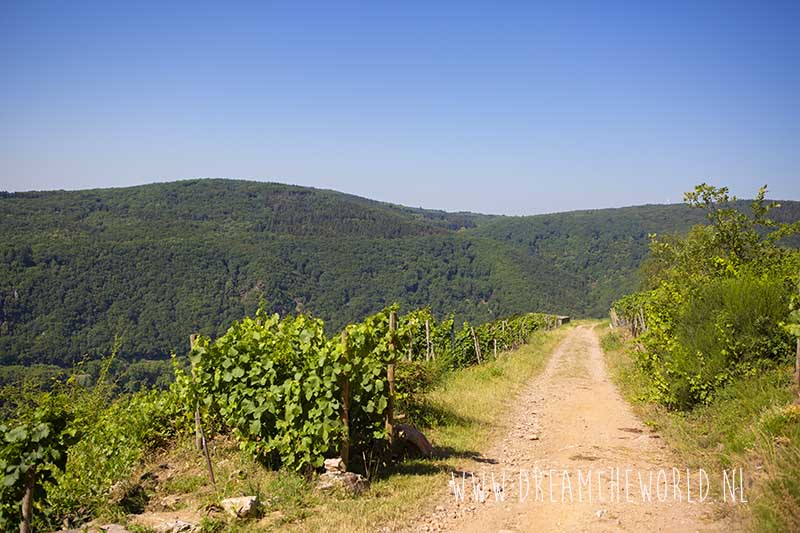 Rheinsteig | 3 dagen wandelen tussen de wijngaarden